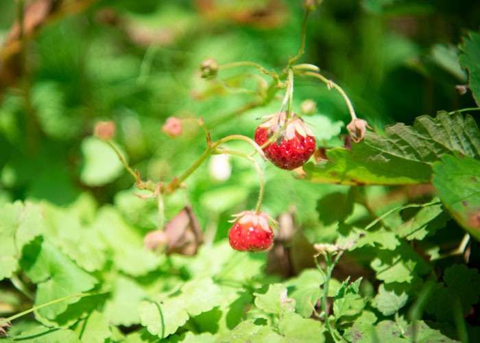 Plant de fraises