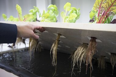Émilie Nollet et Olivier Demers-Dubé lancent la toute première ferme verticale en aquaponie au Québec