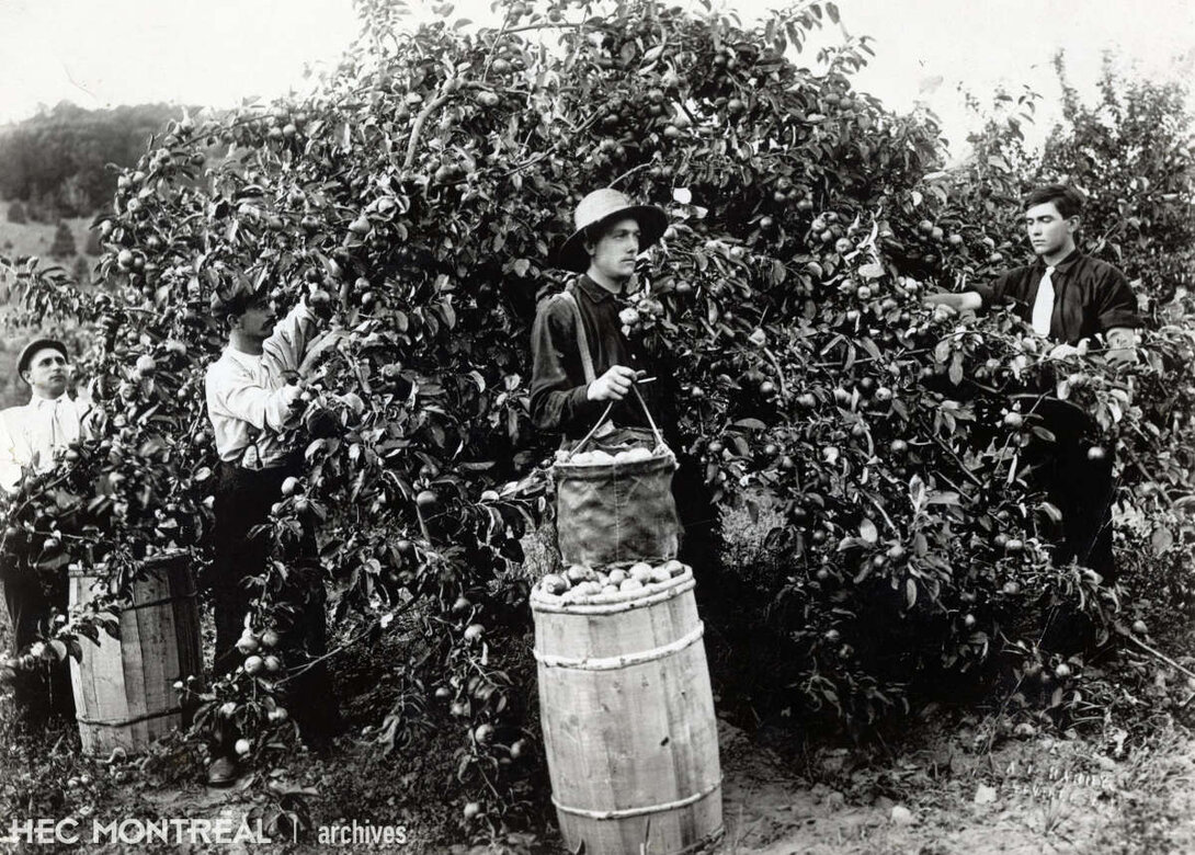   Description : Récolte des pommes. Date : 1901 Crédit photo : Photographe inconnu Cote archivistique : P012/X5,0003