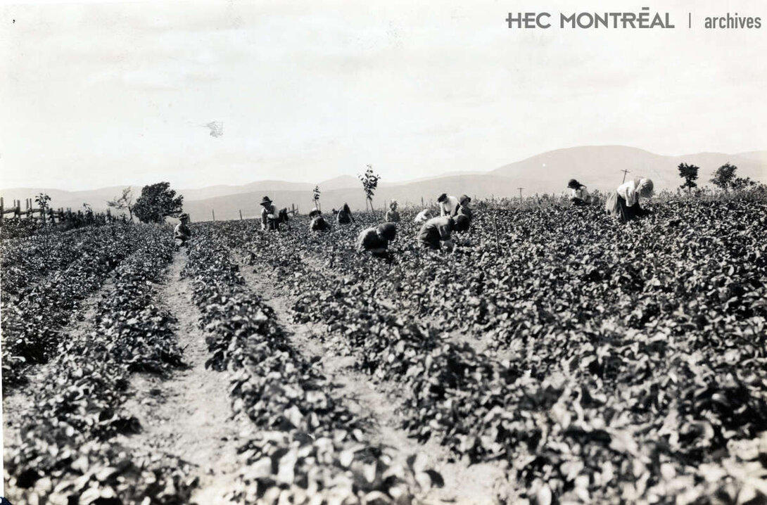   Description : Champ de fraises de M. Primont de Sainte-Famille et sa cueillette par des travailleurs. Date : Inconnue Crédit photo : Photographe inconnu Cote archivistique : P012/X5,0003