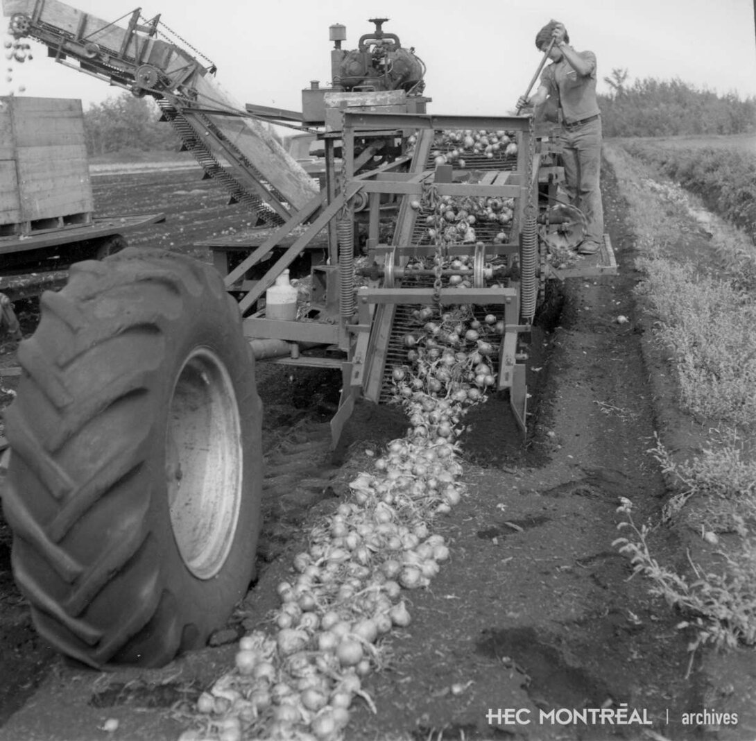  Description : Agriculteur travaillant à la récolte des oignons. Date : Inconnue Crédit photo : Photographe inconnu Cote archivistique : P012/X9,0013